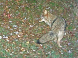 Coyote101709_2145hrs
